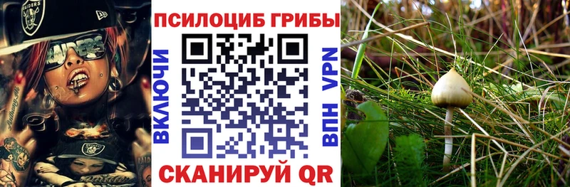 kraken зеркало  купить  цена  Курильск  Галлюциногенные грибы прущие грибы 